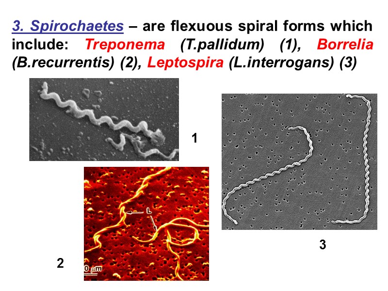 3. Spirochaetes – are flexuous spiral forms which include: Treponema (T.pallidum) (1), Borrelia (B.recurrentis)